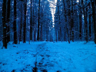 Kış orman manzarası. Doğal arka plan. Sanatsal soyut filtre tonu.