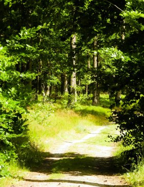 Pelcznica Ulusal Rezerv 'indeki orman manzarası. Kuzey Polonya 'nın güzel doğası, Kashubian bölgesi.
