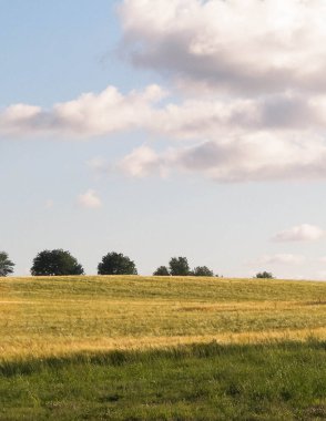 Altın tarlanın üzerinde güneşli bir gün. Doğa gerilemesi, gökyüzünde kopyalama alanı. Doğa ve tarım kavramı. Tipik Polonyalı köy manzarası. Kuzey Polonya.