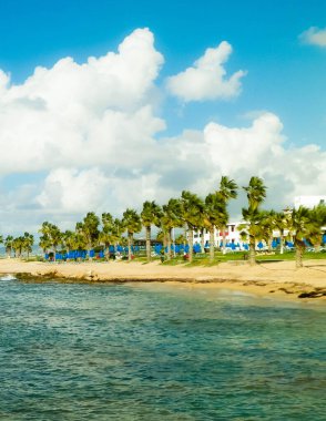 Kıbrıs Adası, Paphos 'taki sahil bölgesi. Palmiyeler, sahil ve tropikal iklim. Egzotik tatil kavramı