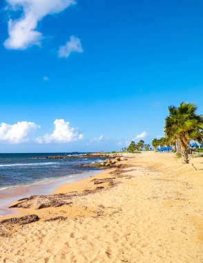 Kıbrıs adası Paphos City yakınlarındaki tropik palmiye, sahil ve Akdeniz manzarası. Seyahat kavramı.