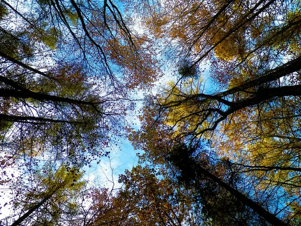 Autumn Trees Blue Sky Nature Background — Stock Photo, Image