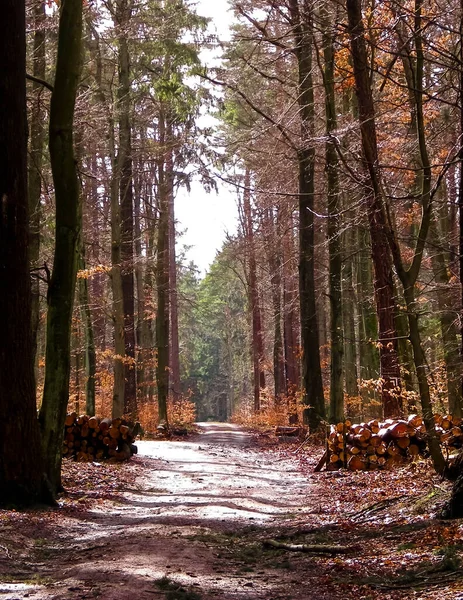 森林は冬の休憩の後に再び目覚めます 春の太陽は森の中の道の木を破る 自然概念 — ストック写真