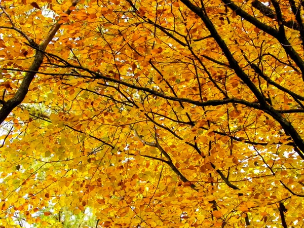 Gałęzie Jesiennych Drzew Jako Tło Natury Złota Jesień Przestrzeń Kopiowania — Zdjęcie stockowe