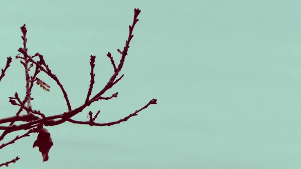 Abstraktes Foto Eines Herbstzweiges Als Hintergrund Der Natur Abstrakter Filter — Stockfoto
