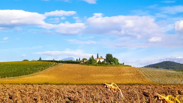 Autunno Toscana Campo Girasoli Secchi Natura Agricoltura — Foto Stock