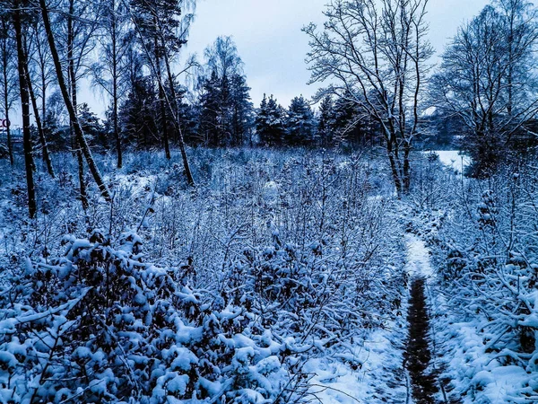 Χειμερινό Δάσος Τοπίο Φυσικό Υπόβαθρο Καλλιτεχνικό Αφηρημένο Φίλτρο Τονισμένο — Φωτογραφία Αρχείου