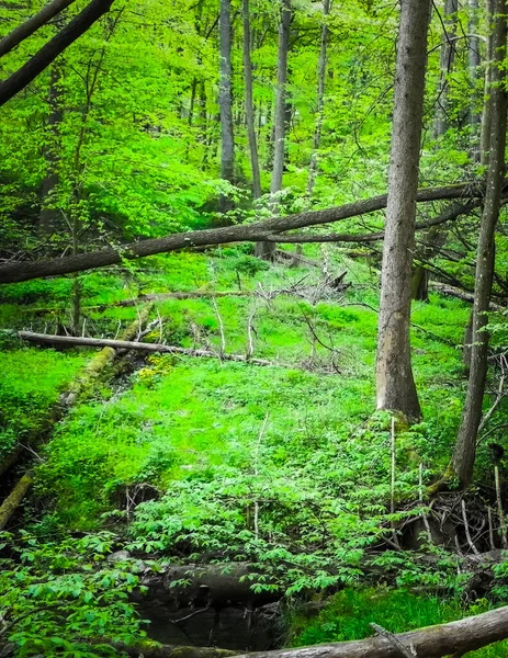 stock image Kacza river in forest - beauty of nature of northern Poland, Travel and exploration concept.