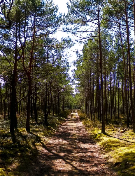 波兰斯蒂罗的松树林 沿海地区 波兰北部的性质 — 图库照片