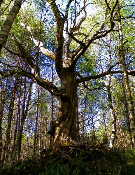 Stock image Old oak tree in Slovincian National Park, Poland. Coastal area. Nature of Northern Poland.