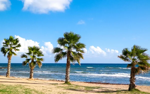 Playa Palmeras Costa Del Mar Mediterráneo Isla Chipre —  Fotos de Stock