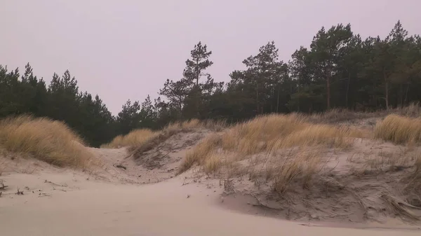 Sand Dunes Baltic Sea Coast Stormy Weather Foggy Day Northern — Stock Photo, Image