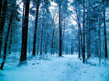 Kış orman manzarası. Doğal arka plan. Sanatsal soyut filtre tonu.