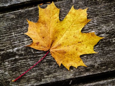 Sonbahar yaprakları doğanın arka planı olarak ahşap tahta üzerinde. Boşluğu kopyala.
