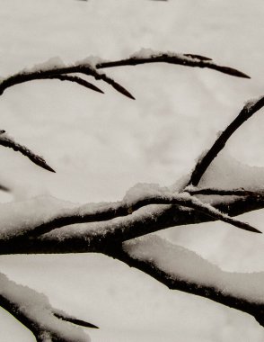 Kış mevsimi konsepti - dallarda beyaz kar. Doğa arkaplan, sanat filtresi tonu.