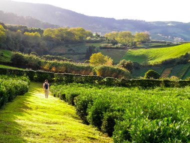 Yeşil tepelerin manzarası ve çayır tarlaları. Azores Adaları.