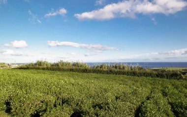 Arka planda, Porto Formoso 'daki çay tarlası ve Atlantik Okyanusu manzarası.