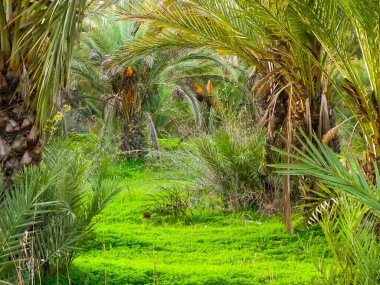 Kıbrıs adasındaki Palm Grove 'da. Randevu çiftliği. Egzotik görüntüler ve tropikal iklim.