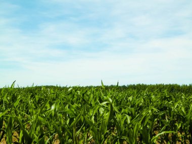 Mısır tarlalarının manzarası ve arka plan olarak mavi gökyüzü. Doğa ve tarım kavramı.