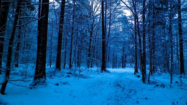 Kış orman manzarası. Doğal arka plan. Sanatsal soyut filtre tonu.