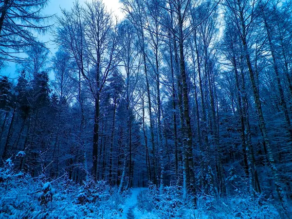 Winter Forest Landscape Natural Background Artistic Abstract Filter Toned — Stock Photo, Image