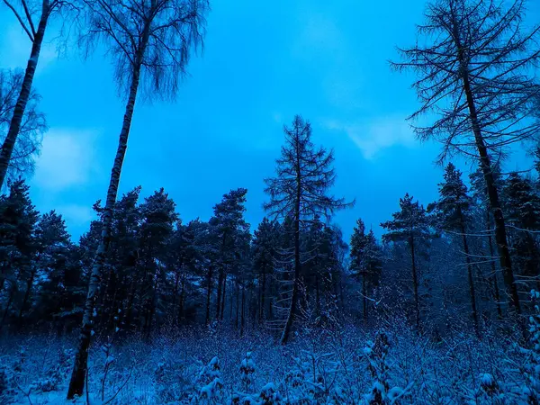 Winter Forest Landscape Natural Background Artistic Abstract Filter Toned — Stock Photo, Image