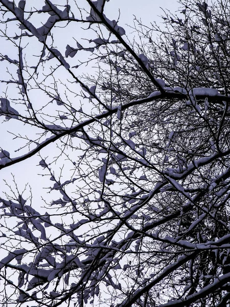 Wintersaisonkonzept Weißer Schnee Auf Ästen Naturhintergrund Kunstfilter Getönt — Stockfoto