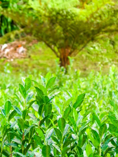 Närbild Grönt Blad Som Natur Bakgrund Teplantage Azorerna Kopiera Utrymme — Stockfoto