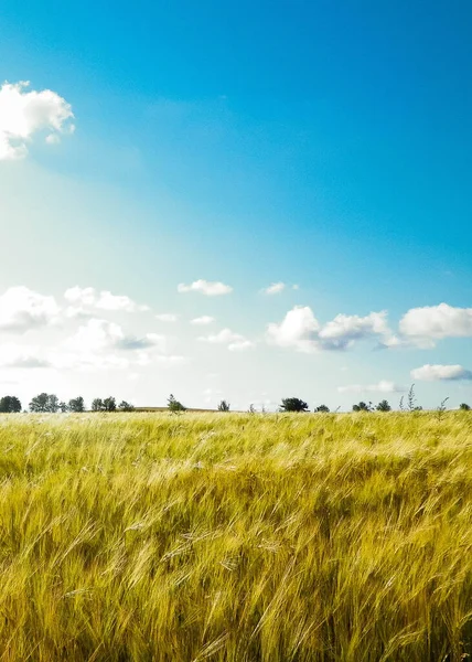 Sonniger Tag Über Dem Goldenen Feld Natur Hintergrund Raum Himmel — Stockfoto