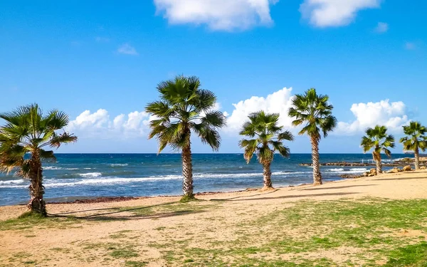 Plaża Palmy Wybrzeże Morza Śródziemnego Wyspa Cypr — Zdjęcie stockowe
