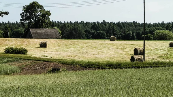 stock image Sheaves of hay on meadow on Kashubian village. Nature and agriculture concept.