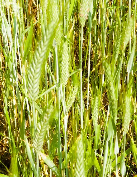 Zavřít Pšeničné Rostliny Jako Přírodní Zázemí Koncept Přírody — Stock fotografie