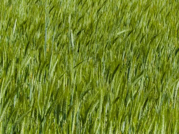 Закрыть Пшеничное Растение Природный Фон Концепция Природы — стоковое фото