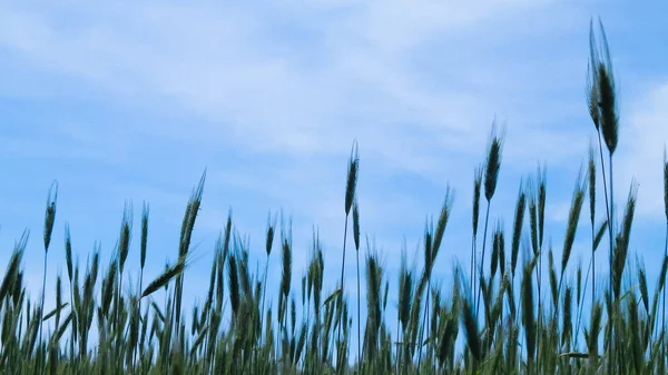 Близько Пшеничного Заводу Сільське Господарство Концепція Природи Копіювання Простору — стокове фото