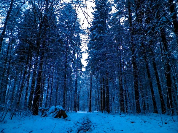 Χειμερινό Δάσος Τοπίο Φυσικό Υπόβαθρο Καλλιτεχνικό Αφηρημένο Φίλτρο Τονισμένο — Φωτογραφία Αρχείου