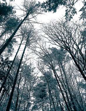 Kış mevsimi dalları doğanın arka planıdır. Soyut bw filtre tonu.