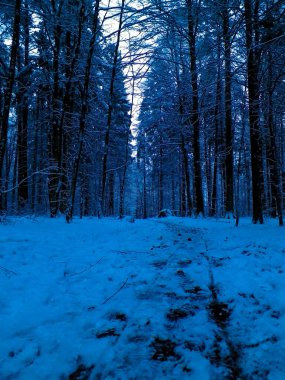 Kış orman manzarası. Doğal arka plan. Sanatsal soyut filtre tonu.