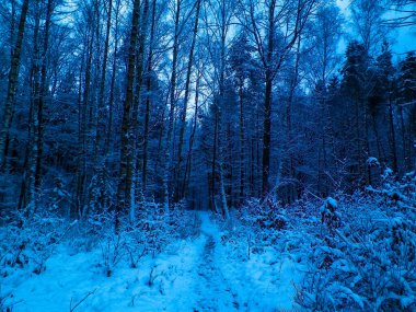 Kış orman manzarası. Doğal arka plan. Sanatsal soyut filtre tonu.