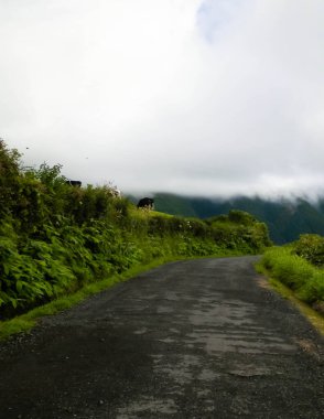 Dağ yolu, Sao Miguel, Azores adaları. Atlantik Okyanusu 'ndaki küçük takımadaların güzel doğası. Azores iland, Portekiz 'in otonom bölgesidir..