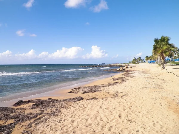 Kıbrıs adası Paphos City yakınlarındaki tropik palmiye, sahil ve Akdeniz manzarası. Seyahat kavramı.