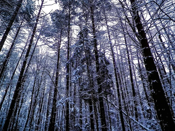 Zimowy Krajobraz Lasu Koncepcja Natury Abstrakcyjny Filtr Stonowany — Zdjęcie stockowe
