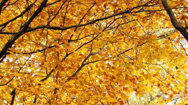 Гілки Осінніх Дерев Фон Природи Золота Осінь Місце Копіювання — стокове фото