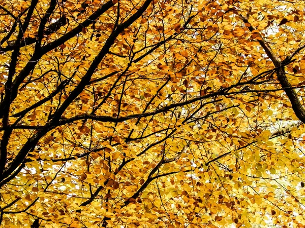 stock image Branches of autumnal trees as nature background. Golden autumn, copy space.