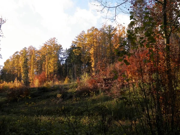 Польская Золотая Осень Золотые Осенние Деревья Фоне Голубого Неба Белыми — стоковое фото