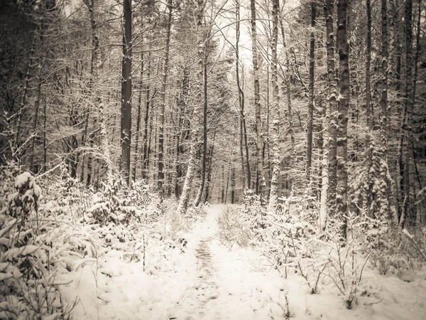 stock image Winter forest landscape. Natural background. Artistic abstract bw filter toned.