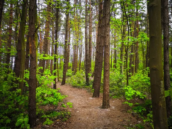 stock image Landscape of wild forest in summer season. Beauty of nature of northern Poland, Travel and exploration concept.