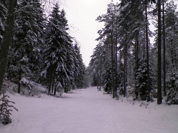 Δάσος Καλυμμένος Χιόνι Χειμερινή Περίοδος Στην Kashubia Πολωνία — Φωτογραφία Αρχείου