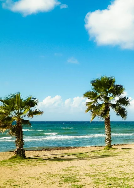Stranden Och Palmer Medelhavskusten Cypern — Stockfoto