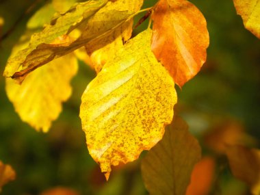 Sonbahar yapraklarını kapatın. Altın, arka plan olarak doğanın sonbahar renkleri.