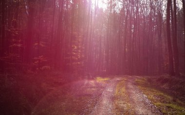 Gizemli sonbahar orman manzarası. Doğa konsepti. Pembe vintage filtre tonu.